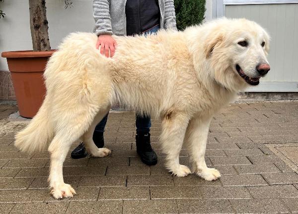 RAMBO SPLENDIDO MAREMMANO Foto 7